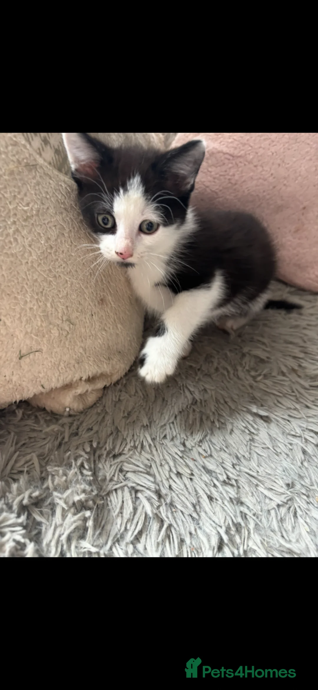 Mixed Breed cats for sale: Kittens  - Advert 2