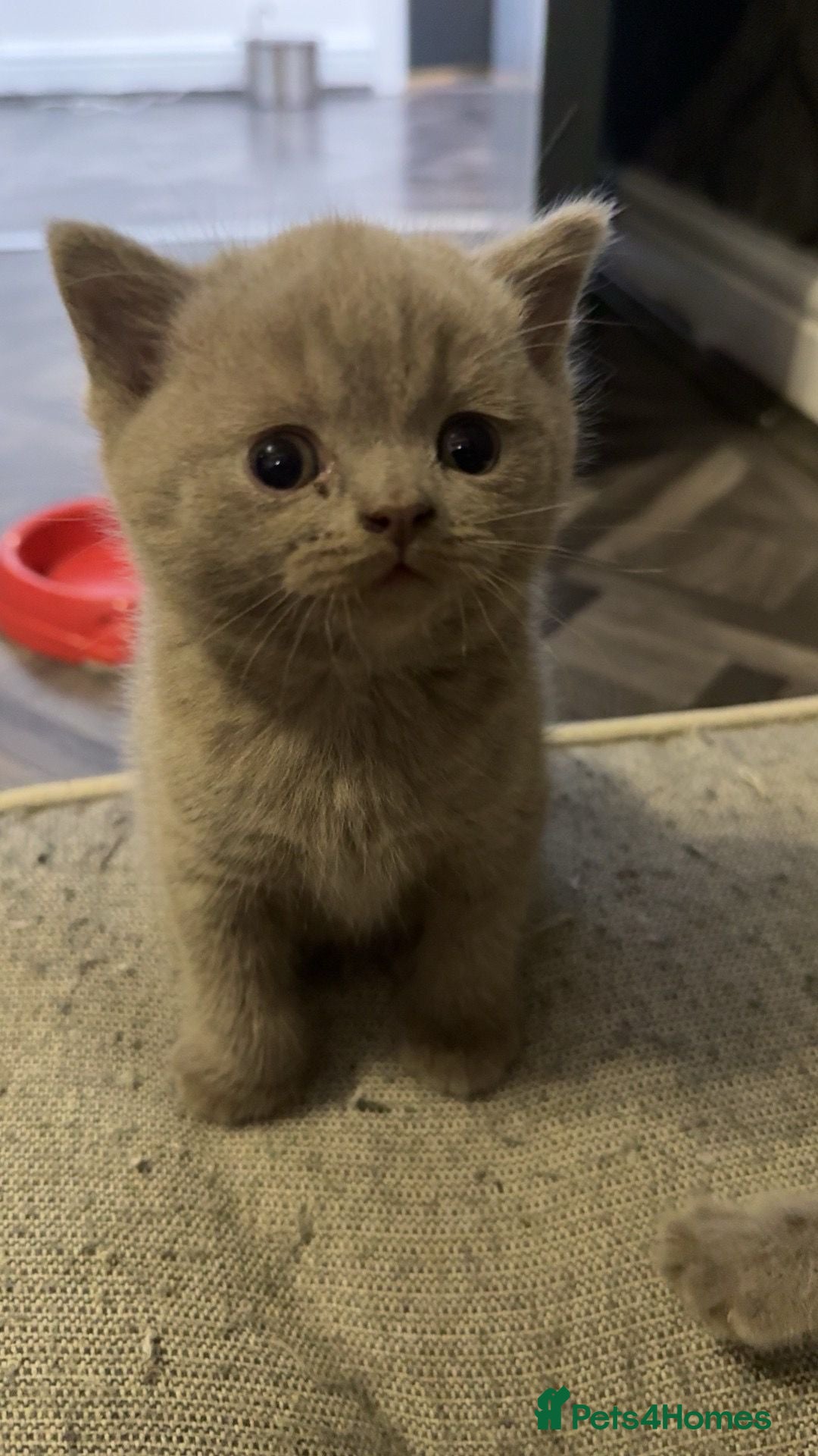 British Shorthair cats British short hair kittens ready to go  - Advert 1