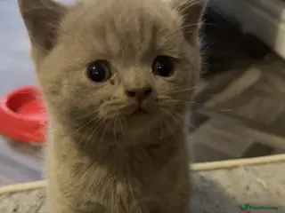 British Shorthair cats British short hair kittens ready to go - Advert 1