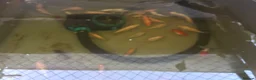 Koi Carp fish for sale: Assorted Koi Carp for sale in Basingstoke - Advert 2