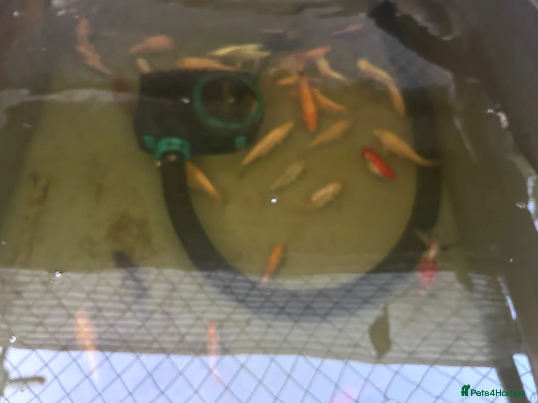 Koi Carp fish for sale: Assorted Koi Carp for sale in Basingstoke - Advert 2