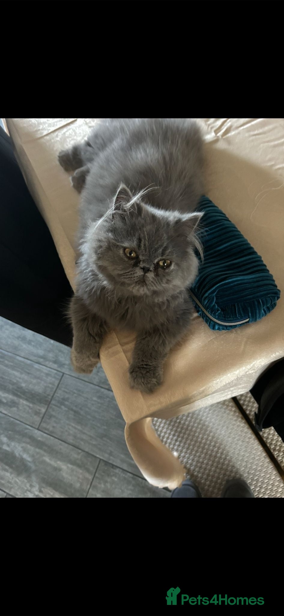 Mixed Breed cats Beautiful British shorthair/persian kittens - Advert 18