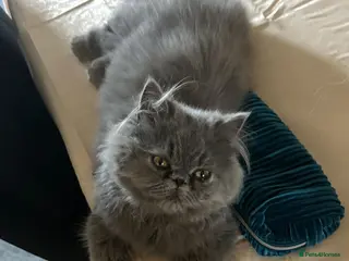 Mixed Breed cats Beautiful British shorthair/persian kittens - Advert 18