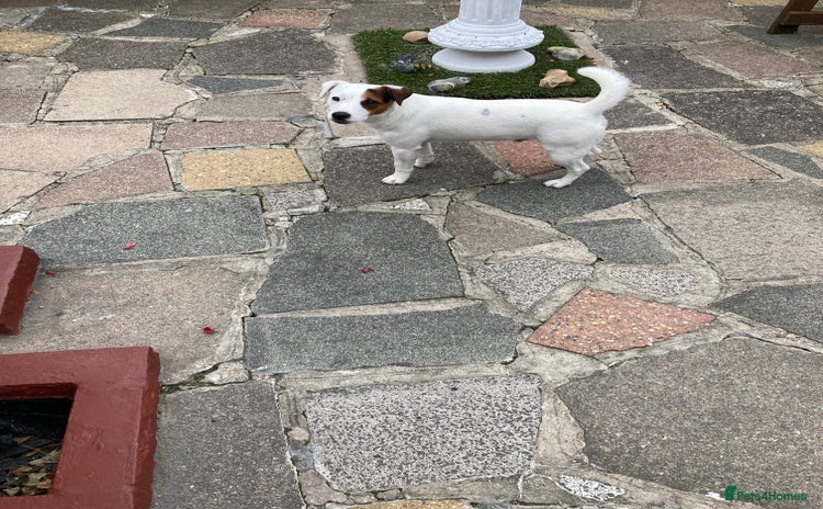 Parson Russell dogs Parson Russell - Advert 5