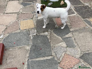 Parson Russell dogs Parson Russell - Advert 18