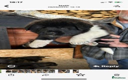 Mixed Breed dogs for sale: GSD X Akita puppies looking for new homes in Oct - Image 7