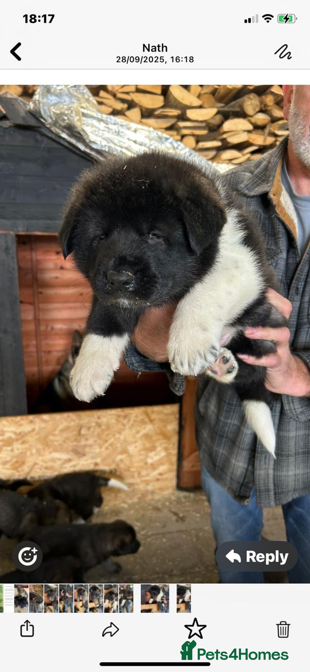 Mixed Breed dogs for sale: GSD X Akita puppies looking for new homes in Oct - Image 7