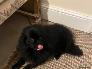 Pomeranian dogs POMERANIAN BOY - Advert 9