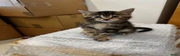 Maine Coon cats for sale: Maine Coon X kittens - Oxfordshire in Oxford - Advert 10