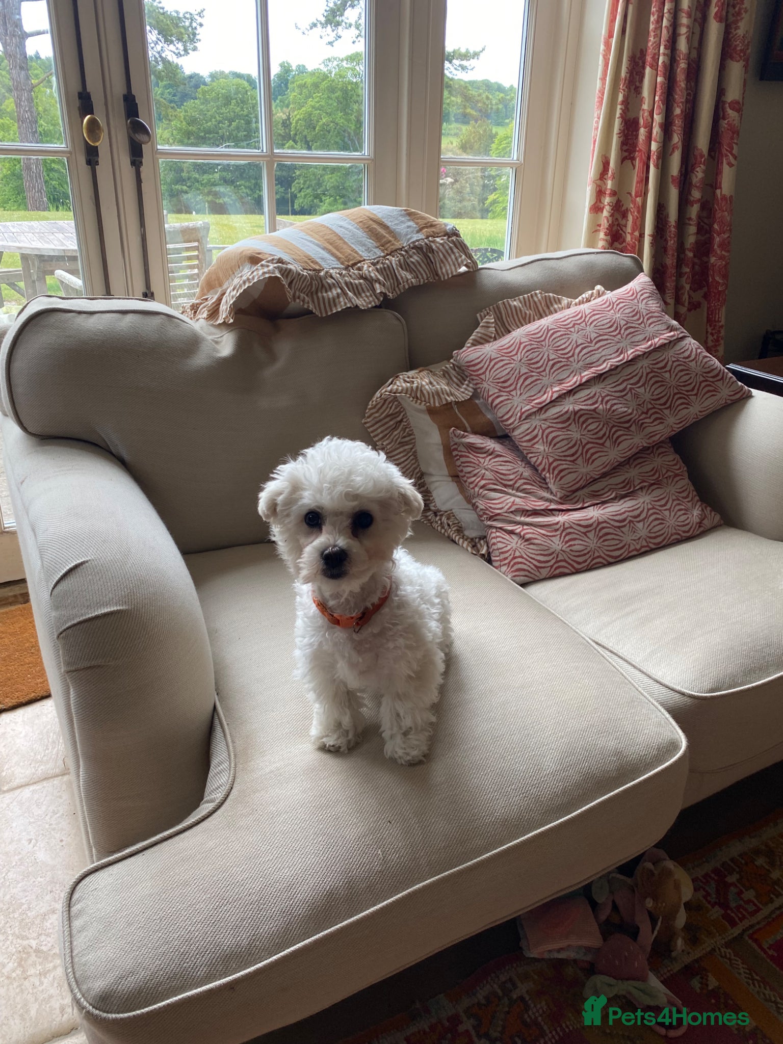 Bichon Frise dogs Sean Connery  007 - Advert 12