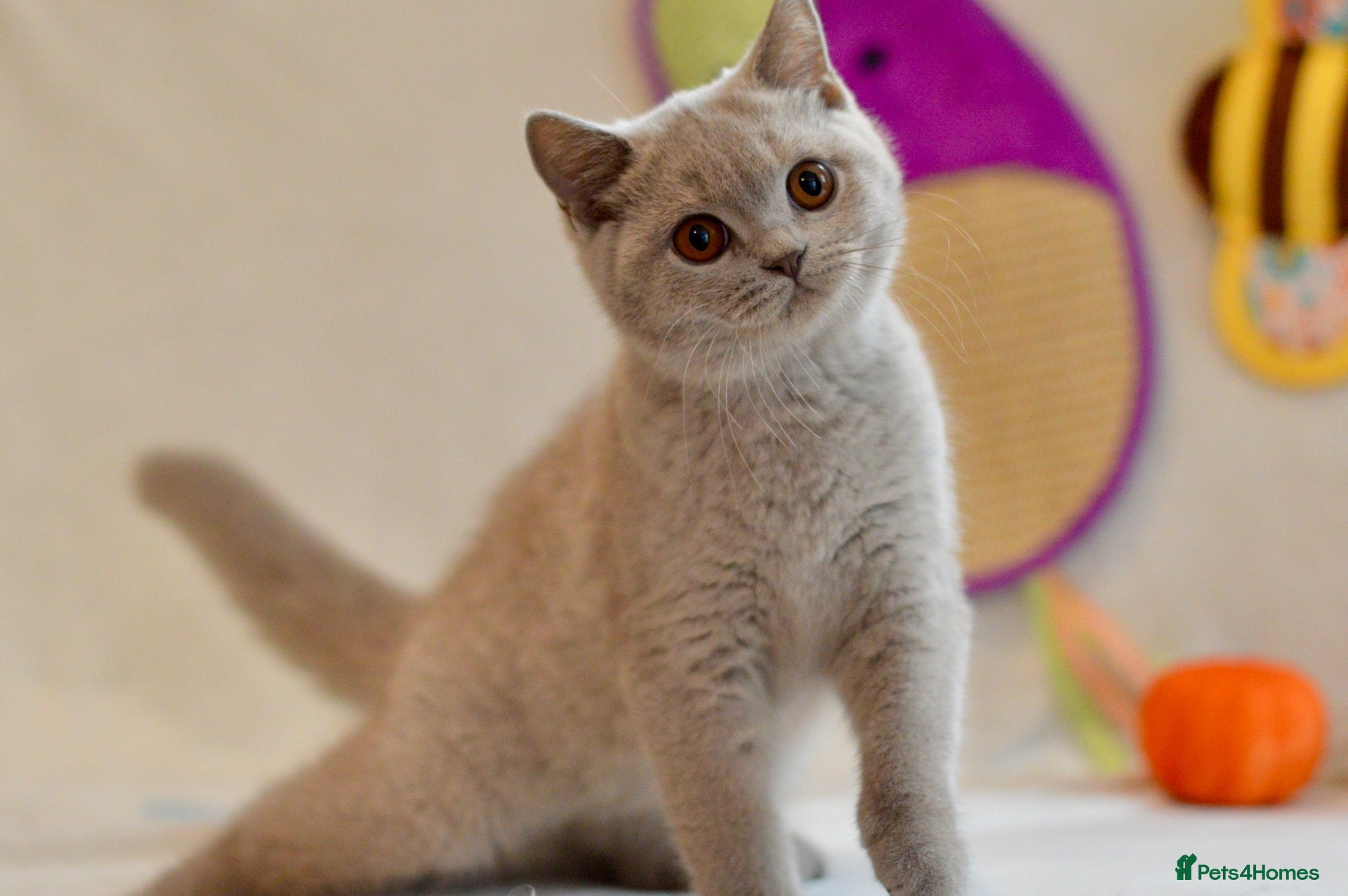 British Shorthair cats 5 beautiful kittens😻❤️ - Advert 2