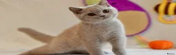 British Shorthair cats for sale: 5 beautiful kittens😻❤️ - Advert 2