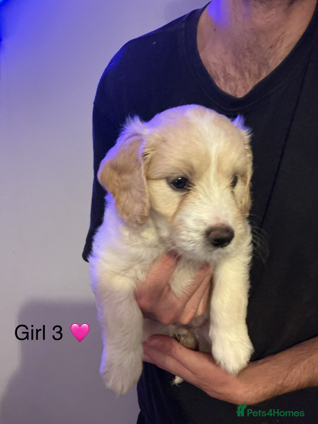 Mixed Breed dogs for sale: Beautiful chunky golden retriever x cockapoos  - Image 6