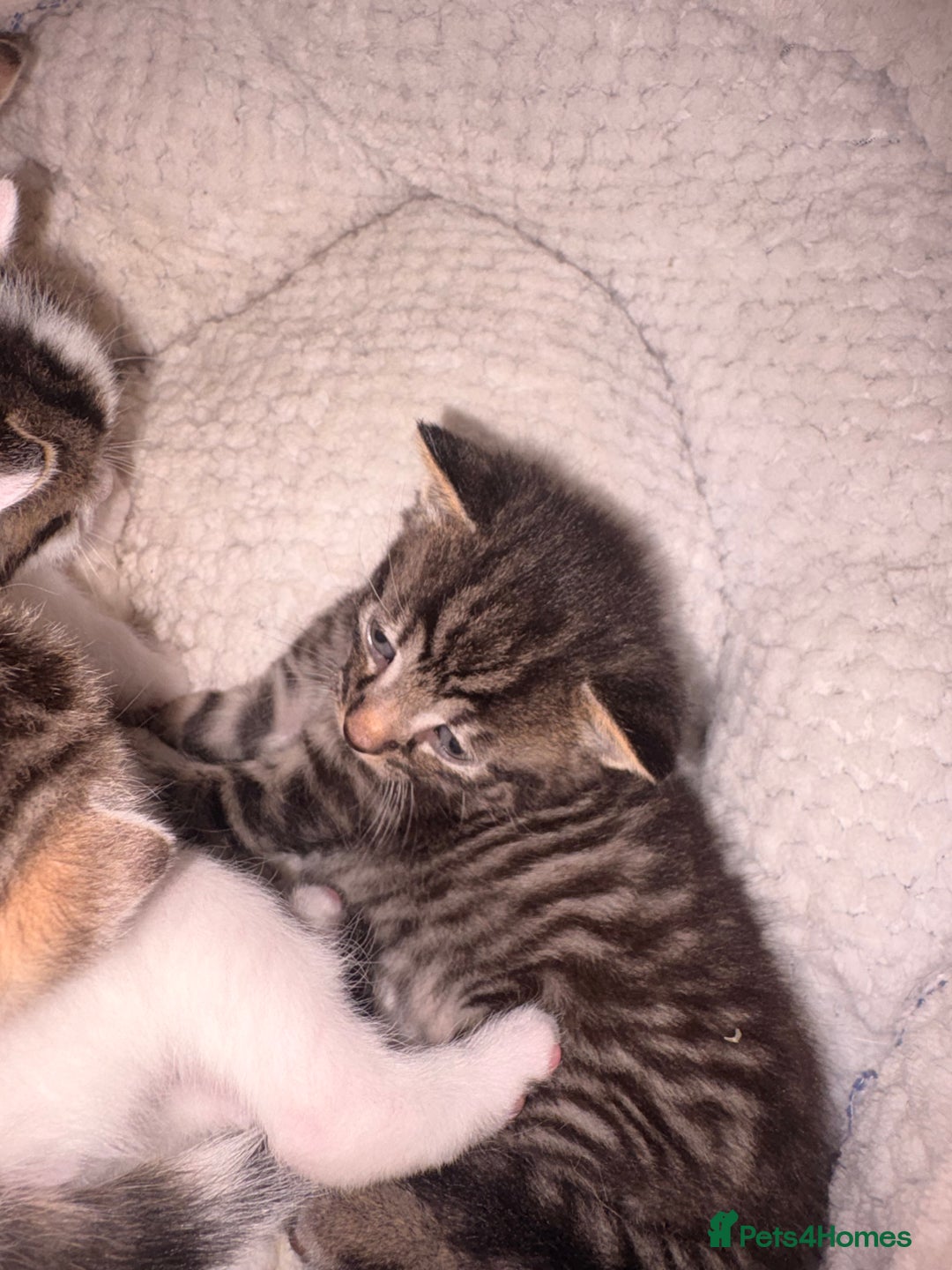 Mixed Breed cats for sale: 1 Female and 1 Male - Advert 4