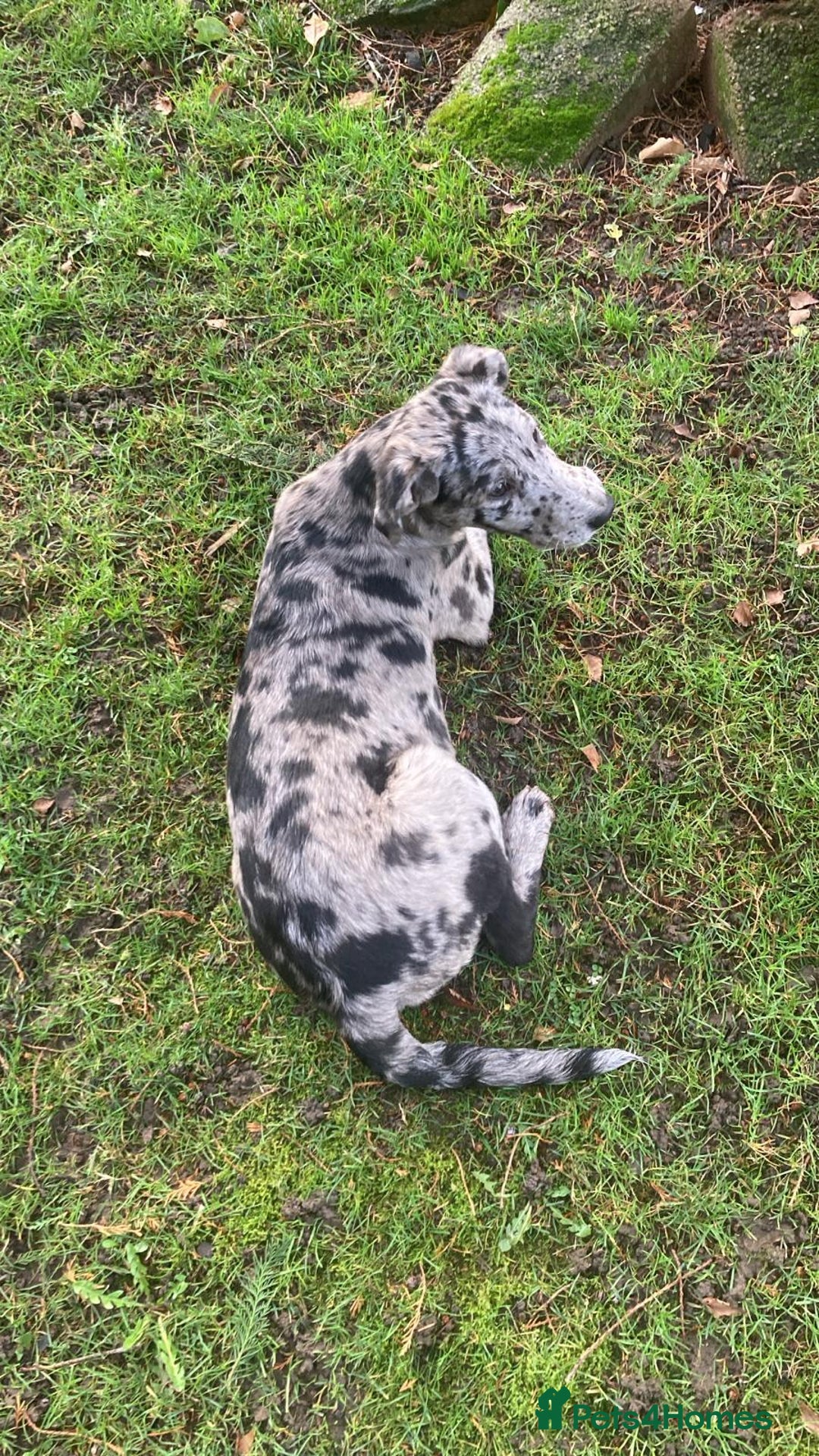 Mixed Breed dogs for sale: Labrador cross lurcher puppy girl  - Advert 3
