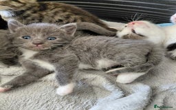 Mixed Breed cats for sale: Beautiful kittens - Image 6