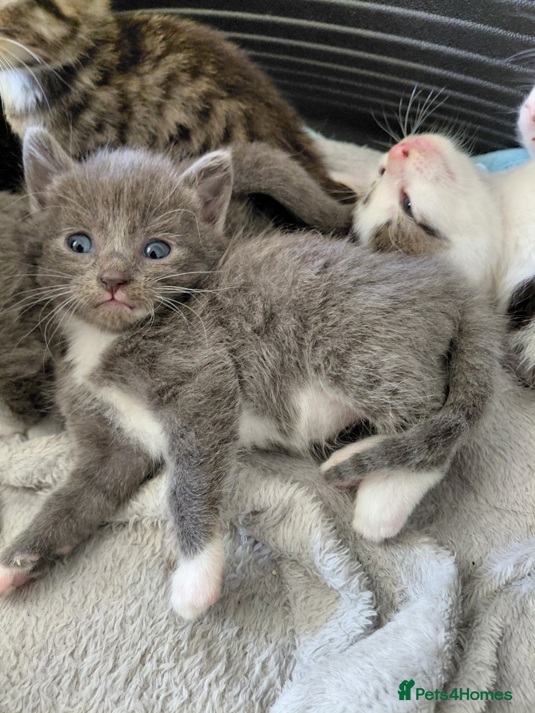 Mixed Breed cats for sale: Beautiful kittens - Image 6
