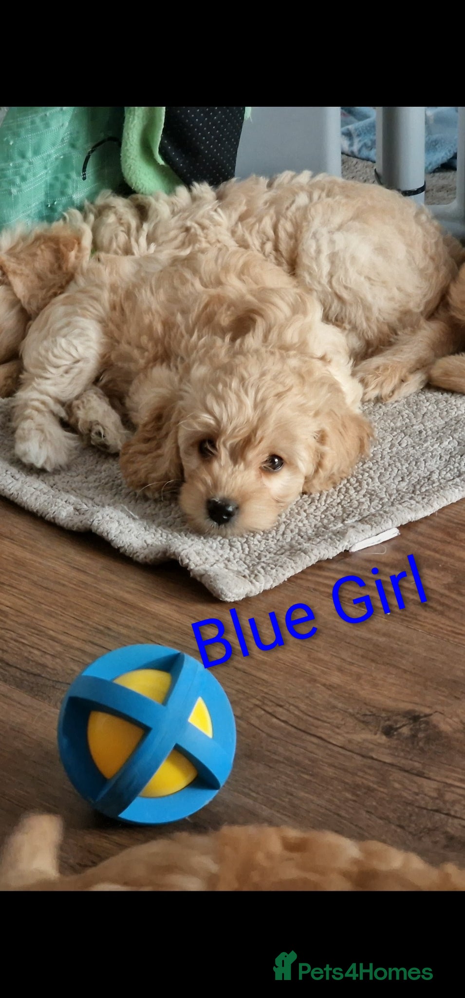 Mini Goldendoodle dogs Miniature Goldendoodle Puppy F1B - Advert 2