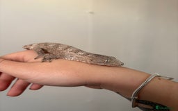 Gecko reptiles for sale: Baby Leachianus gecko x 2 for sale  - Image 2