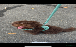 Toy Poodle dogs for sale: Male toy poodle  - Image 4