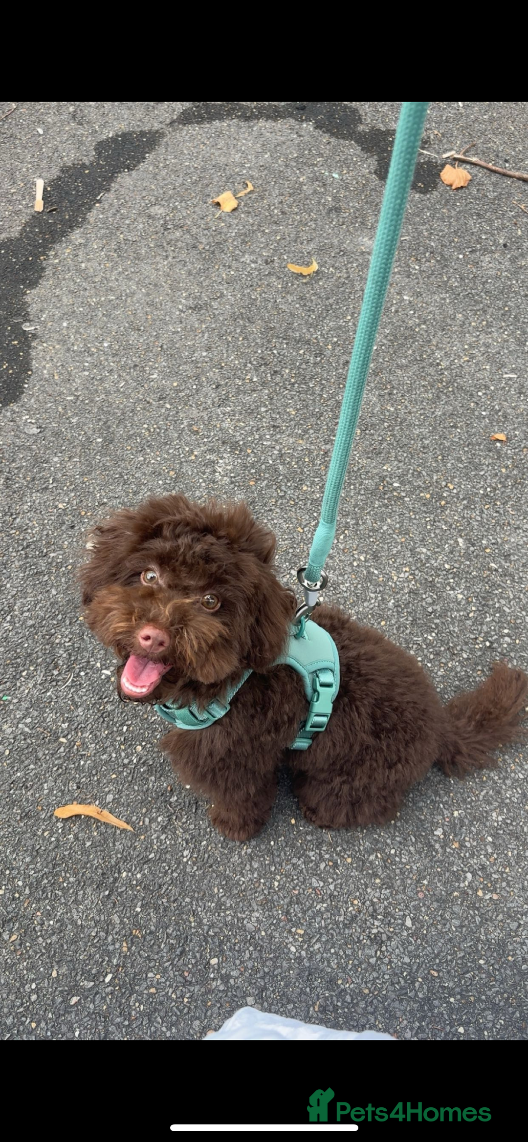 Toy Poodle dogs for sale: Male toy poodle  - Image 4