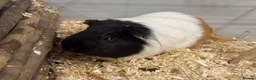 Guinea Pig rodents for sale: Bonded Male Brother Guinea Pigs - Advert 4