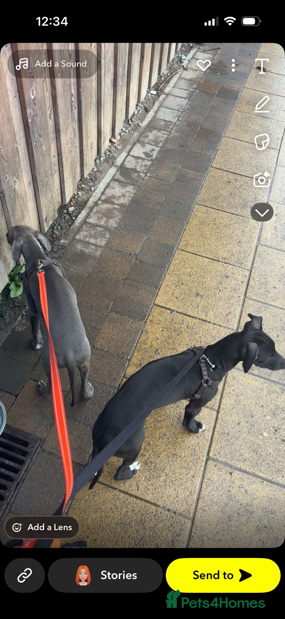 Mixed Breed dogs for sale: Wyllba the whiggy - Advert 2