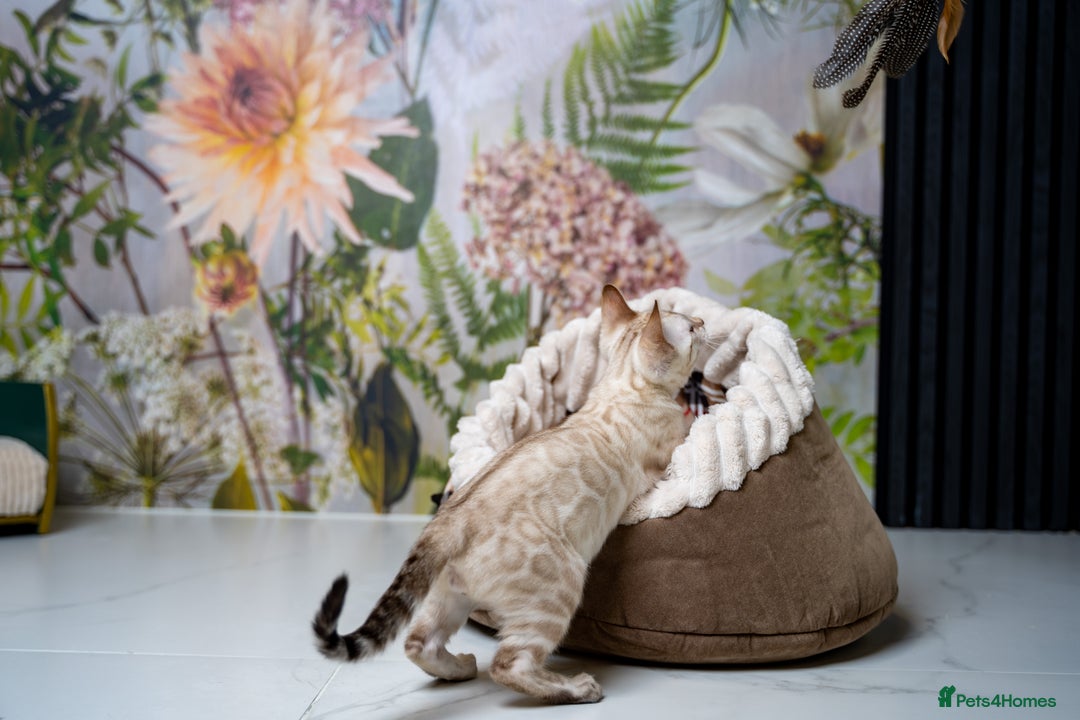 Bengal cats for sale: GOOBER-Snow Lynx Pure Bengal-TICA REG.-Playful boy - Advert 33