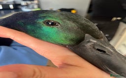 Ducks poultry for sale: Cayuga Ducks 2boys - Image 3