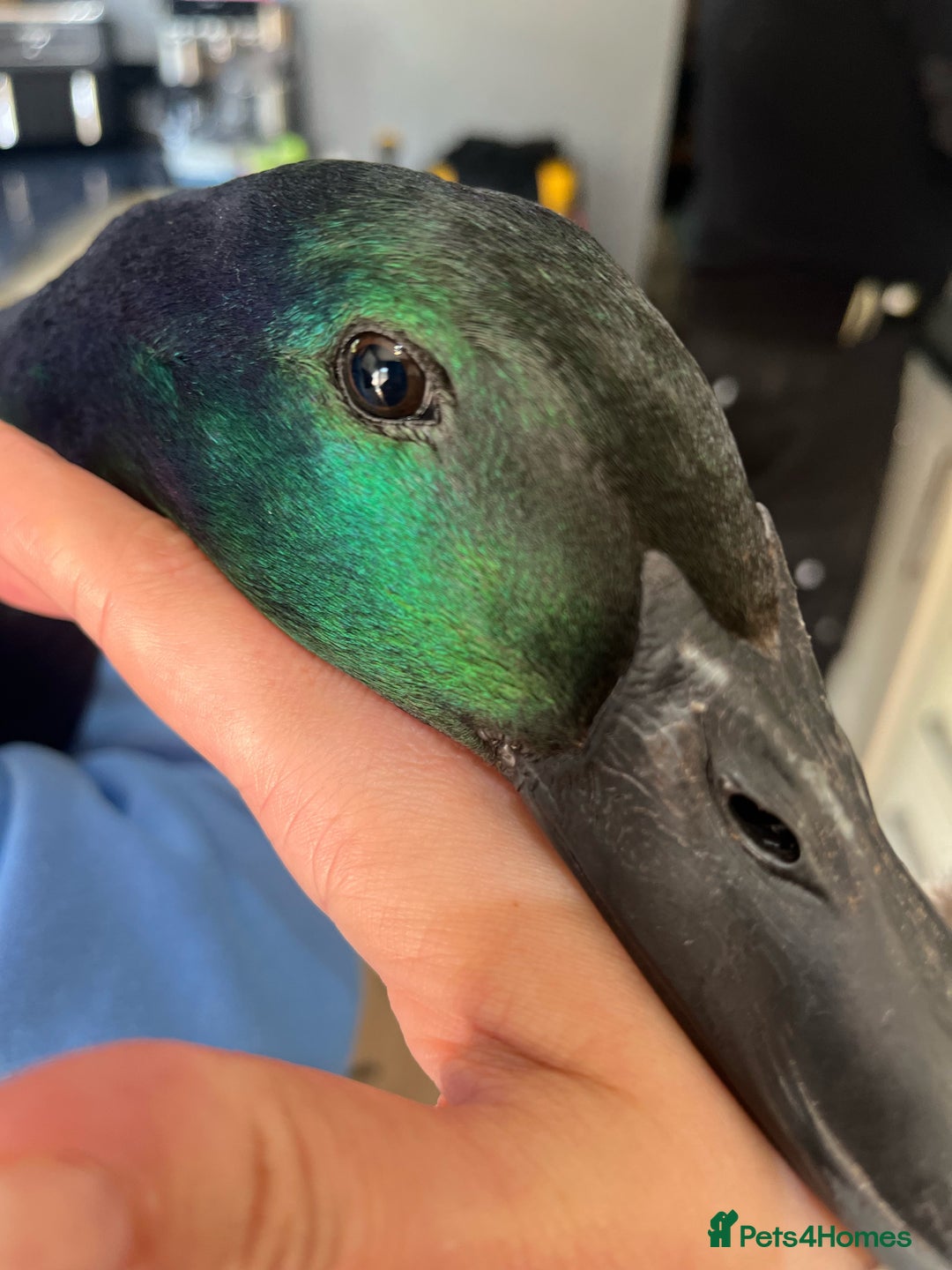 Ducks poultry for sale: Cayuga Ducks 2boys - Image 3
