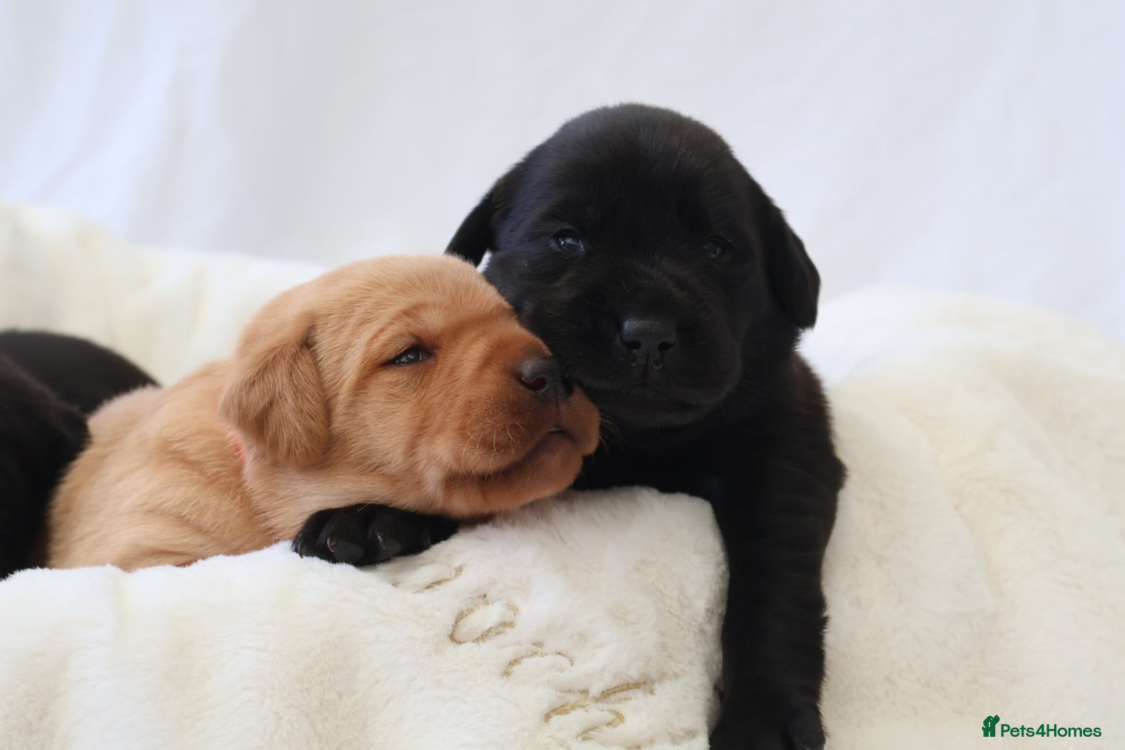 Labrador Retriever dogs KC Labrador Puppies - Licensed Breeder  - Advert 1
