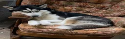 Siberian Husky dogs for stud: 🐺Lucky🐺 in Birmingham - Advert 34