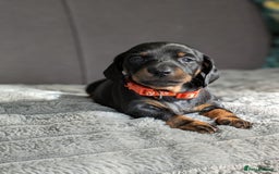 Dachshund dogs for sale: 🐾5 Beautiful Standard Dachshunds 🐾 - Image 13