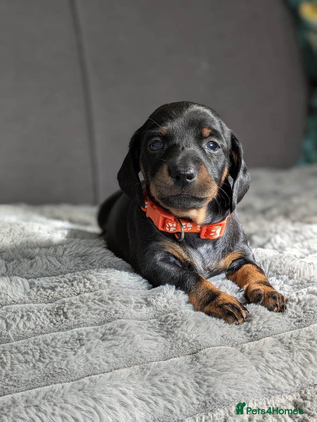 Dachshund dogs for sale: 🐾5 Beautiful Standard Dachshunds 🐾 - Image 13