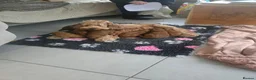 Cockapoo dogs for sale: 🐾 Beautiful F1B Cockapoo Puppies  🐾 - Advert 20