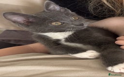 Mixed Breed cats for sale: 12 week old kitten  - Image 3