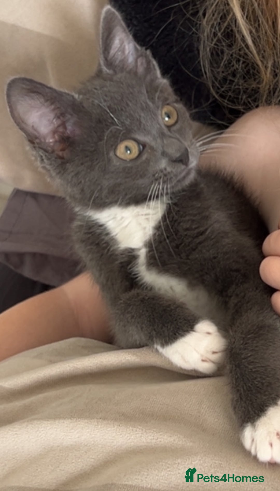 Mixed Breed cats for sale: 12 week old kitten  - Image 3