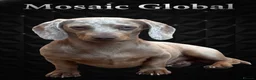 Dachshund dogs for sale: dachshund in Sheerness - Advert 3