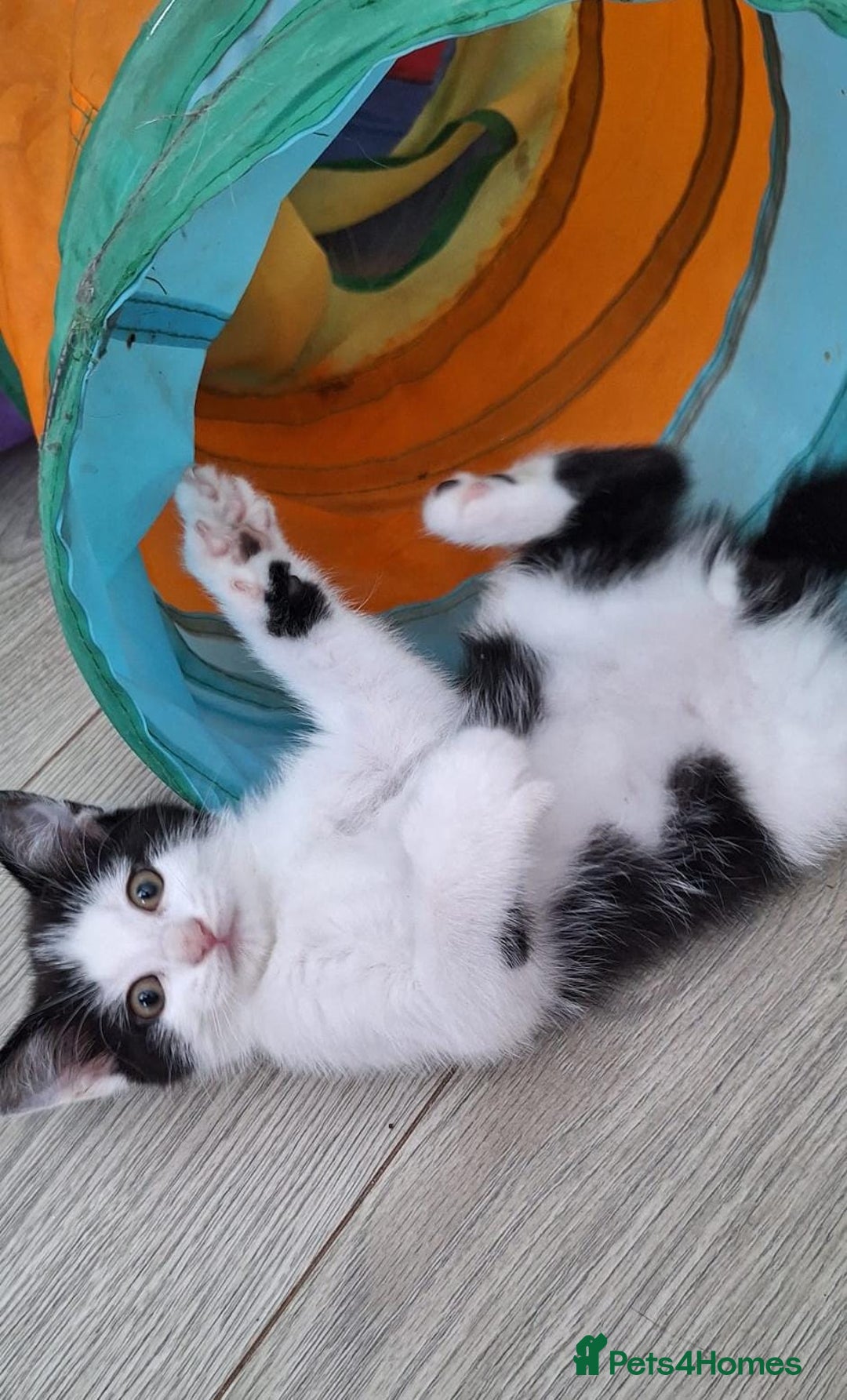 Mixed Breed cats for sale: Gorgeous male kitten, full of personality! - Image 1