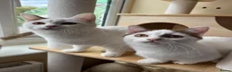 Munchkin cats for sale: Beautiful long legs Munchkin×BSH kittens  - Advert 19