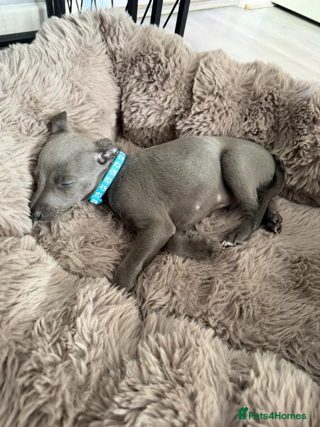 Whippet dogs for sale: STUNNING BLUE WHIPPET PUPS KENNEL CLUB REGISTERED  - Advert 26