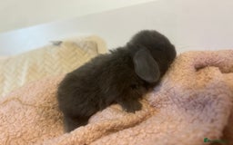 Mini Lop rabbits for sale: Gorgeous mini lops ready to reserve. - Image 2