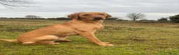 Labrador Retriever dogs for sale: Two beautiful fox red Labrador puppies  - Advert 24