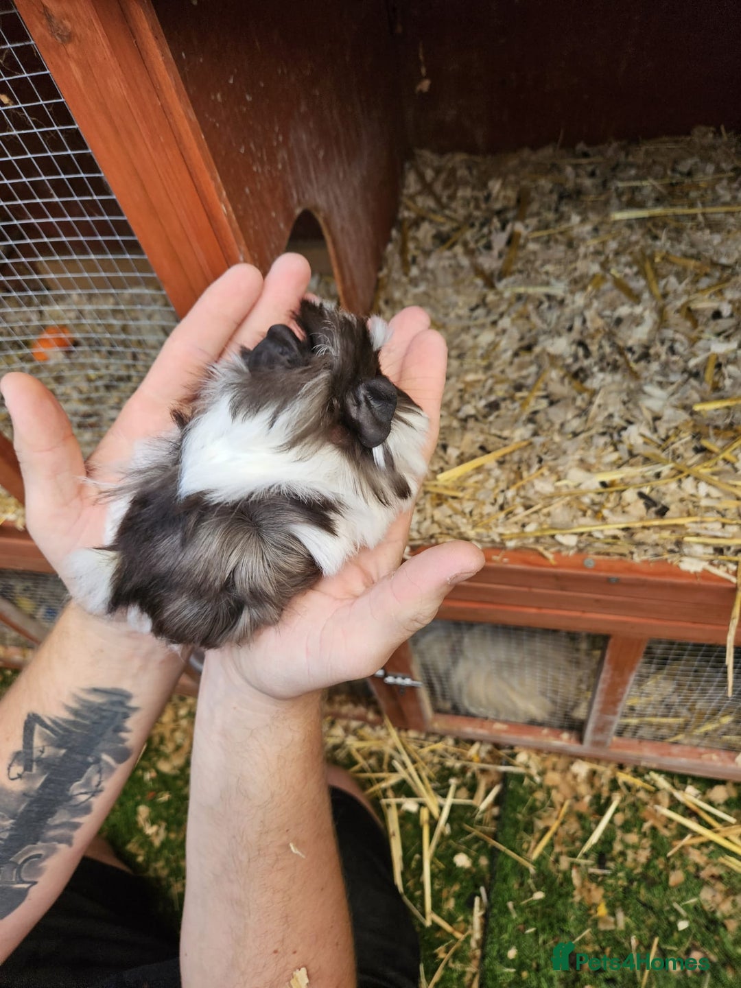 Guinea Pig rodents for sale: 3 boys left - Image 3
