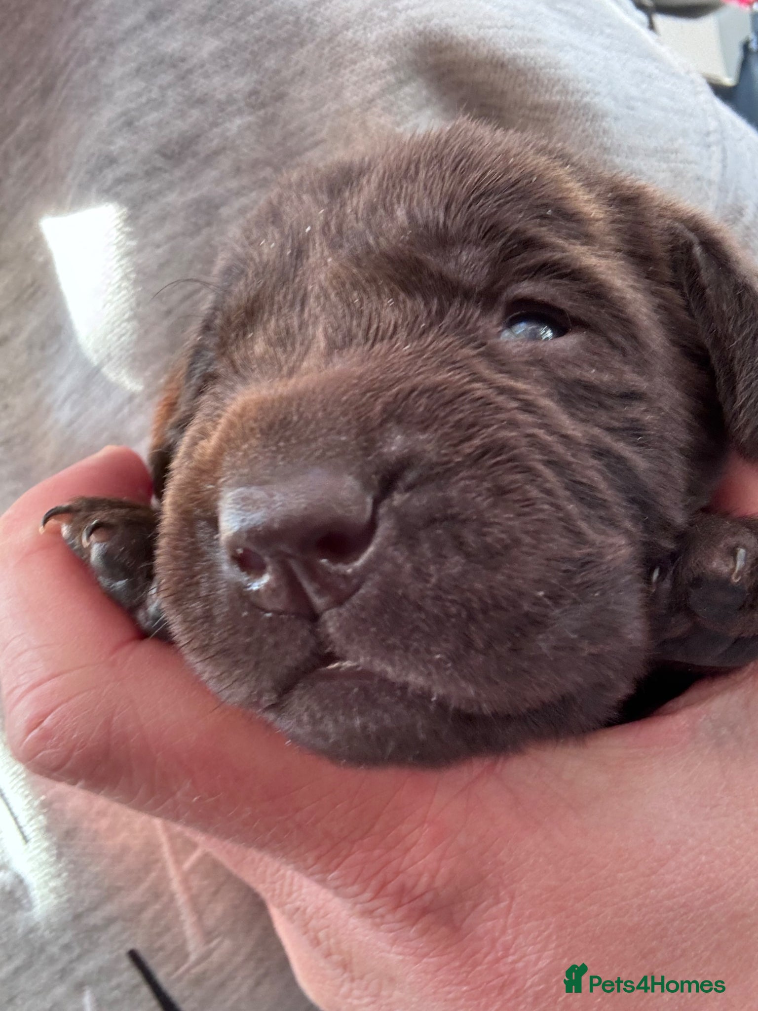 Labrador Retriever dogs True Show Line Chunky Labrador Puppies  - Advert 12