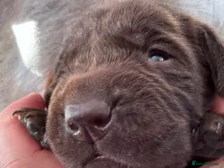 Labrador Retriever dogs True Show Line Chunky Labrador Puppies - Advert 9