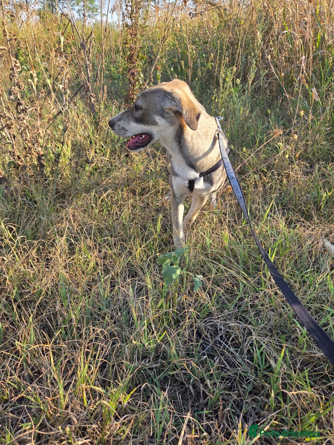 Mixed Breed dogs for adoption: ROXANA - a Sweet & young Girl - for a Loving Home - Advert 5