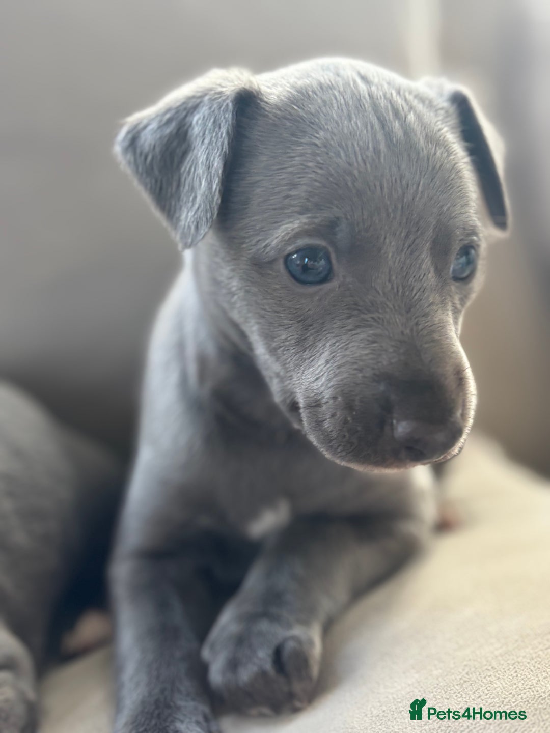 Whippet dogs for sale: Stunning KC registered whippet puppy’s  - Advert 4