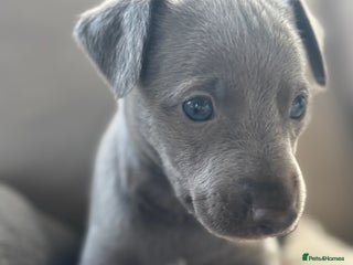 Whippet dogs Stunning KC registered whippets - Advert 15