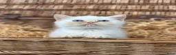 Exotic cats for sale: flame point exotic male - Advert 7